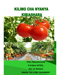 KILIMO CHA NYANYA 